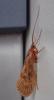 Halesus sp.